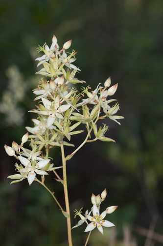 Zigadenus glaberrimus #28